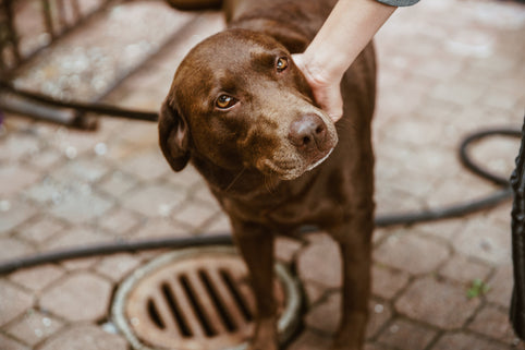 Urn voor je kat of hond bewaren thuis: wat je moet weten - Artic